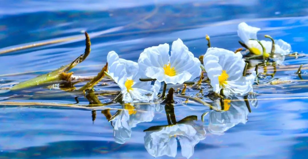 糟糕！瀘沽湖的“水性楊花”，讓我有了心動(dòng)的感覺！